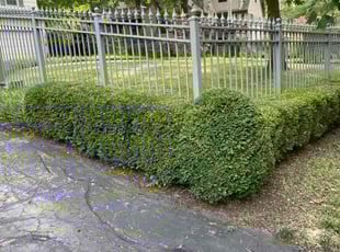 Bush Trimming by Harold Mabin Jr for Bryan B. in Kansas City, MO