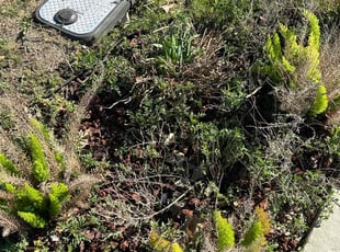 Leaf Removal by Lacy Dixon for Jasmine D. in Converse, TX