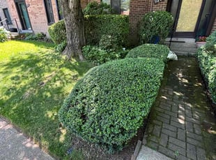 Bush Trimming by Edwin Villagran for Joan T. in Gaithersburg, MD