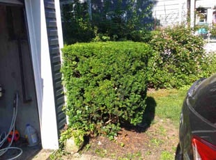 Bush Trimming by Kalin Hawkins for Ashley G. in Cincinnati, OH