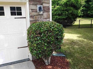 Bush Trimming by Eric Lewis for Siddhartha D. in Charlotte, NC