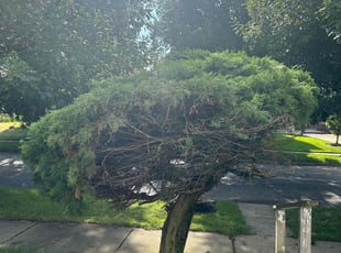 Bush Trimming by Chris Smith for Demetria M. in Indianapolis, IN