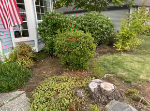 Weeding by Jaelonie Ayres for Cheryl D. in Kent, WA