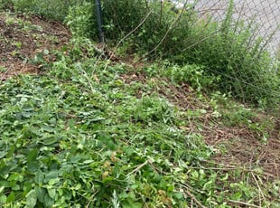 Michael M.'s Leaf Removal service result