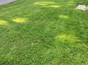 Cathy C.'s Yard Cutting service result