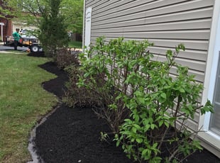 Mulching by Margarito Cardona for Jay B. in Broadlands, VA