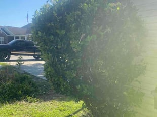 Bush Trimming by Don'Trayvis Vaught for Judy B. in Myrtle Beach, SC