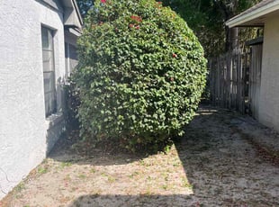 Bush Trimming by Josue Nunez for Alicia C. in Casselberry, FL