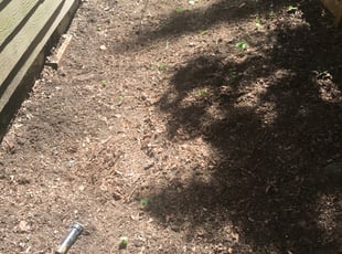 Leaf Removal by Todd Adamson for Ananth D. in Redmond, WA