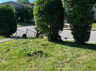 Bush Trimming by LaWanda Moses for Rose W. in Richmond, VA