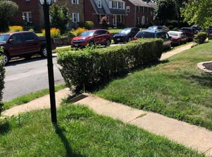 Bush Trimming by Donald Killian for Cristina S. in Parkville, MD