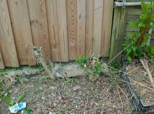 Bush Trimming by Carvell Smith for Phillip L. in Baltimore, MD