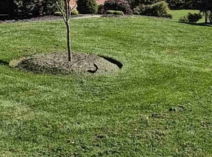 Lakeisha M.'s Lawn Maintenance service result