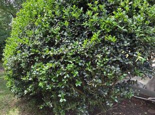Bush Trimming by Amanda Carter for Purvi S. in Apex, NC