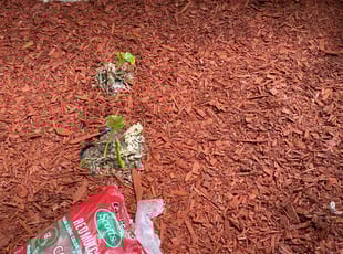 Mulching by Aline Perri for Brandon K. in Watauga, TX