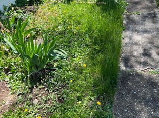 Weeding by Dimas Lopez for Kayla T. in Baltimore, MD