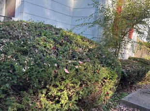Bush Trimming by Bryant King for Tom O. in Kansas City, MO