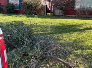 Bush Trimming by Victor Ramirez for Laurie B. in Fort Worth, TX