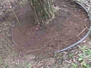 Weeding by Robert Gonzales for Ashley P. in Fuquay-Varina, NC