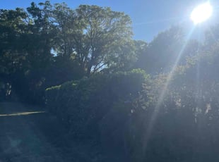 Bush Trimming by Jorge Aguirre for Samantha M. in DeLand, FL