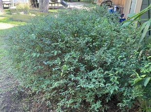 Bush Trimming by Anthony Simon for Lavinia W. in Willis, TX
