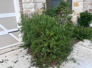 Bush Trimming by Fredrick Miller for Ruben M. in San Antonio, TX