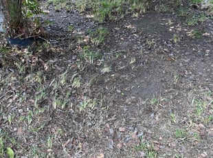Jessica S.'s Leaf Removal service result