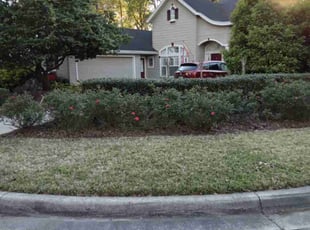 Weeding by Christopher Harper for Flora R. in Gainesville, FL