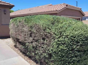 Bush Trimming by Raul Blanco for Jennifer G. in Gilbert, AZ