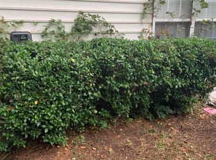 Bush Trimming by Silas Dobbins for Cedric P. in Charlotte, NC