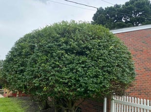 Bush Trimming by Joel Walton for Shayla O. in Chesapeake, VA