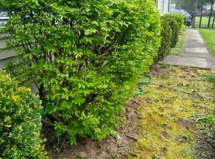 Bush Trimming by Jerrame Welden for Jim B. in Ballston Spa, NY