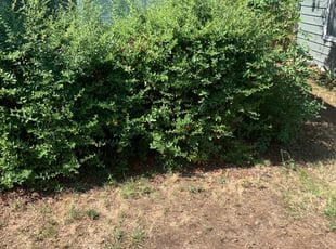 Bush Trimming by David Taylor for Michael N. in Denver, CO