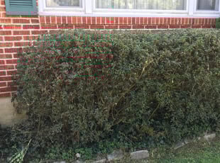 Bush Trimming by Wesley Souders for Michael S. in Baltimore, MD