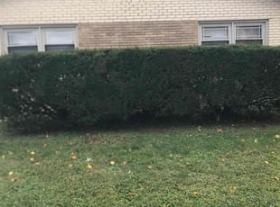 Bush Trimming by Alonzo Harris for Adrienne F. in Alsip, IL