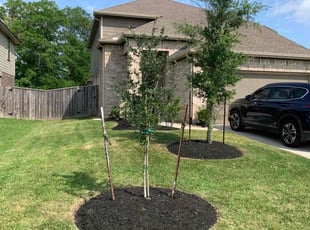 Landscaping by Dulce Aguirre for Bojan M. in Porter, TX