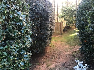 Bush Trimming by Kerry Wright for Glenda W. in Suwanee, GA