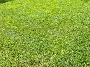 Yolanda R.'s Lawn Mowing Service service result