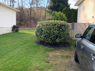 Bush Trimming by Jerryjohn Nastanski for Lisa K. in Larksville, PA