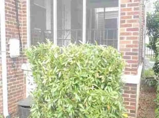 Bush Trimming by Chris Stewart for Melissa V. in Washington, D.C., DC