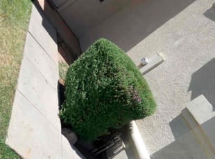 Bush Trimming by Sergio Laurean for Chris V. in Mesa, AZ