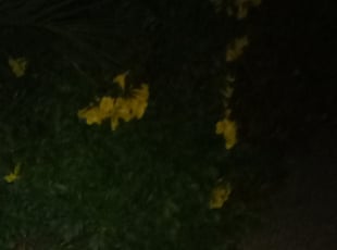 Bush Trimming by Nick Steffes for Heather J. in Phoenix, AZ