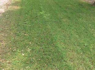 Gabriel S.'s Lawn Mowing service result