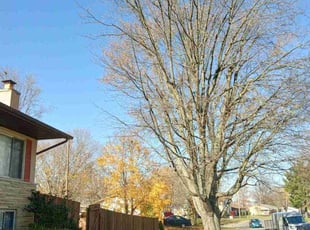 Leaf Removal by Elisha Nelson for Yolanda J. in Columbus, OH