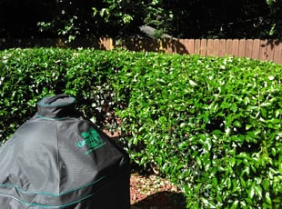 Bush Trimming by Adams Paiz for Christopher M. in Charlotte, NC
