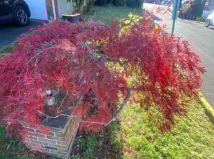 Bush Trimming by Raul Olivera for Kyle L. in Fairview, NJ