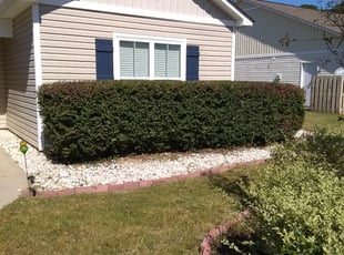 Bush Trimming by David Sosebee for Manny B. in Leland, NC
