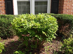 Bush Trimming by Danny Little for Marcus R. in Woodstock, GA