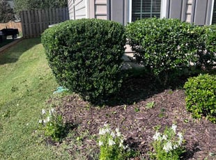 Bush Trimming by Michelle Bayless for Jennifer S. in Indian Land, SC