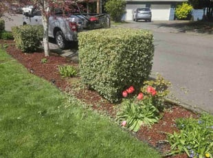 Bush Trimming by Paul Espinoza for Robert G. in Kirkland, WA